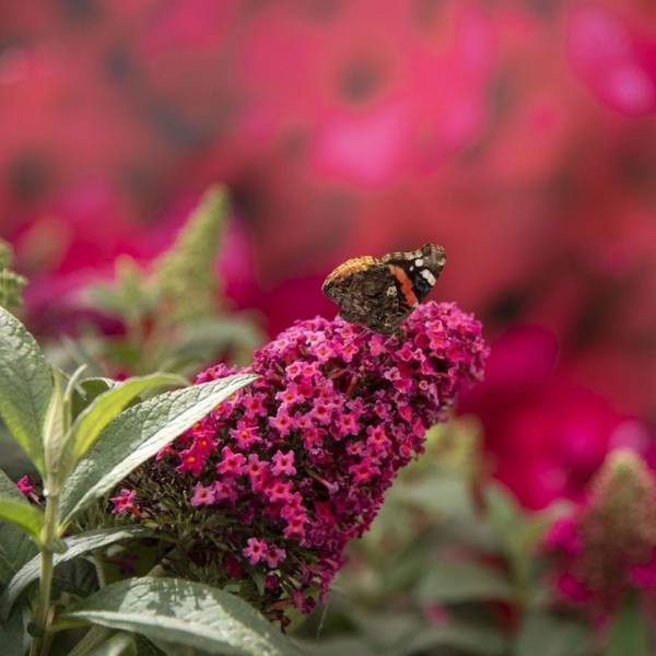 Buddleja dávidova Candy Little Ruby