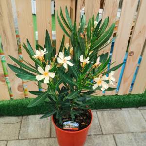 Oleander obyčajný oranžový