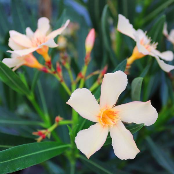 Oleander obyčajný oranžový