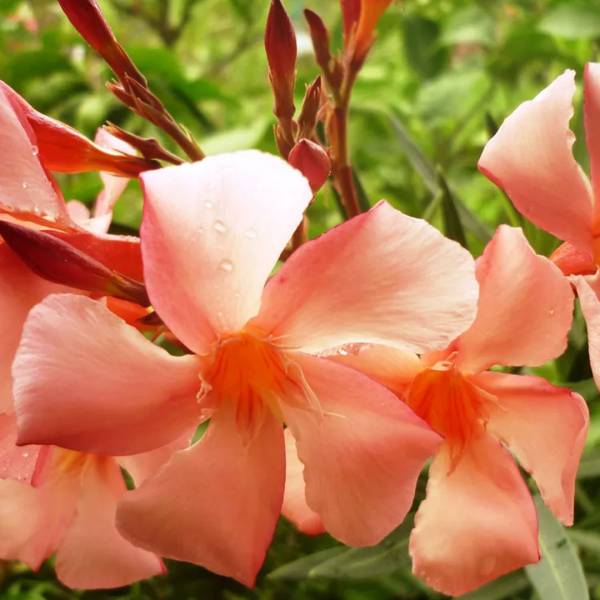 Oleander obyčajný oranžový