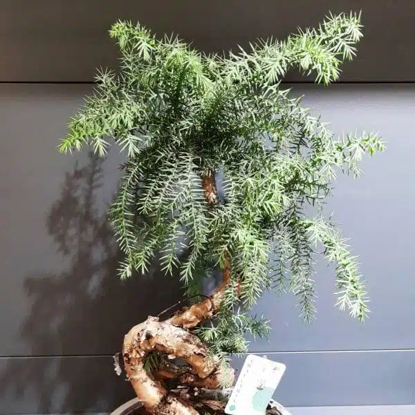 Araukária Cunninghamii bonsai