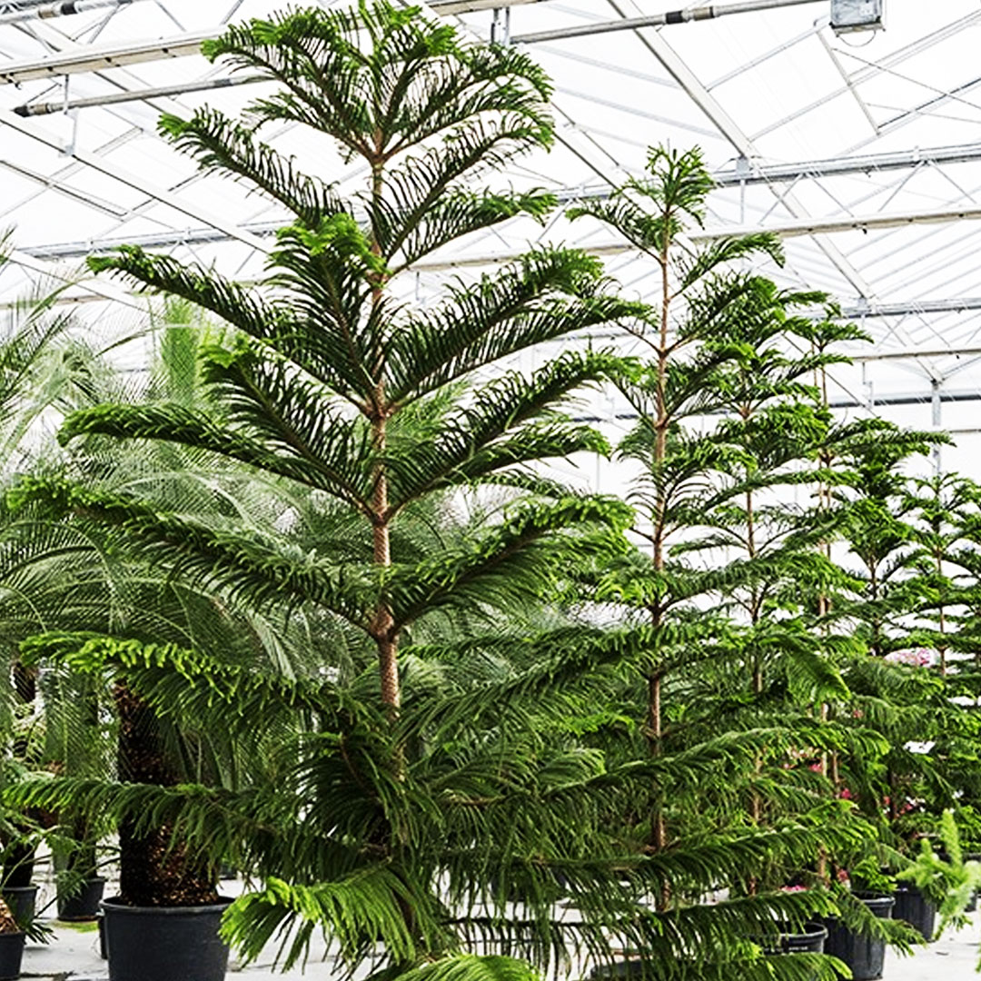 Araukária araucaria heterophylla | Záhradníctvo Garden Team