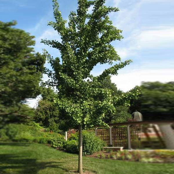 Ginko dvojlaločné Princeton Sentry