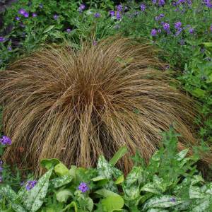 Carex Bronze Form