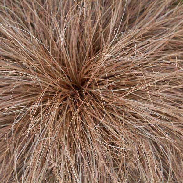 Carex Bronze Form