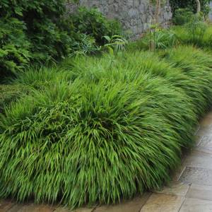 Hakonechloa macra