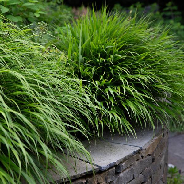 Hakonechloa macra