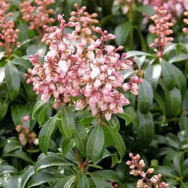 Pieris japonský Bonfire