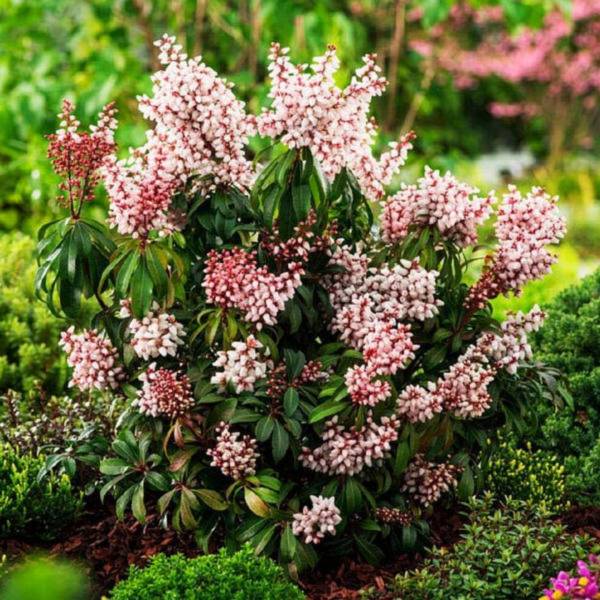 Pieris japonský Bonfire