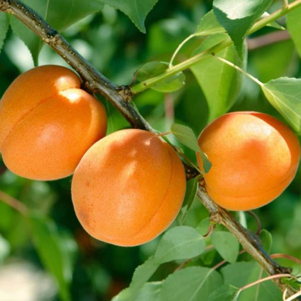 Marhuľa Early Orange