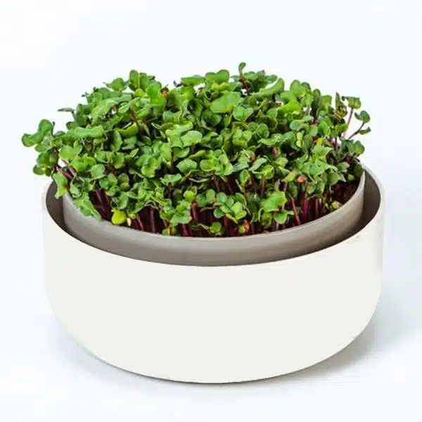 Klíčiaca miska Microgreens