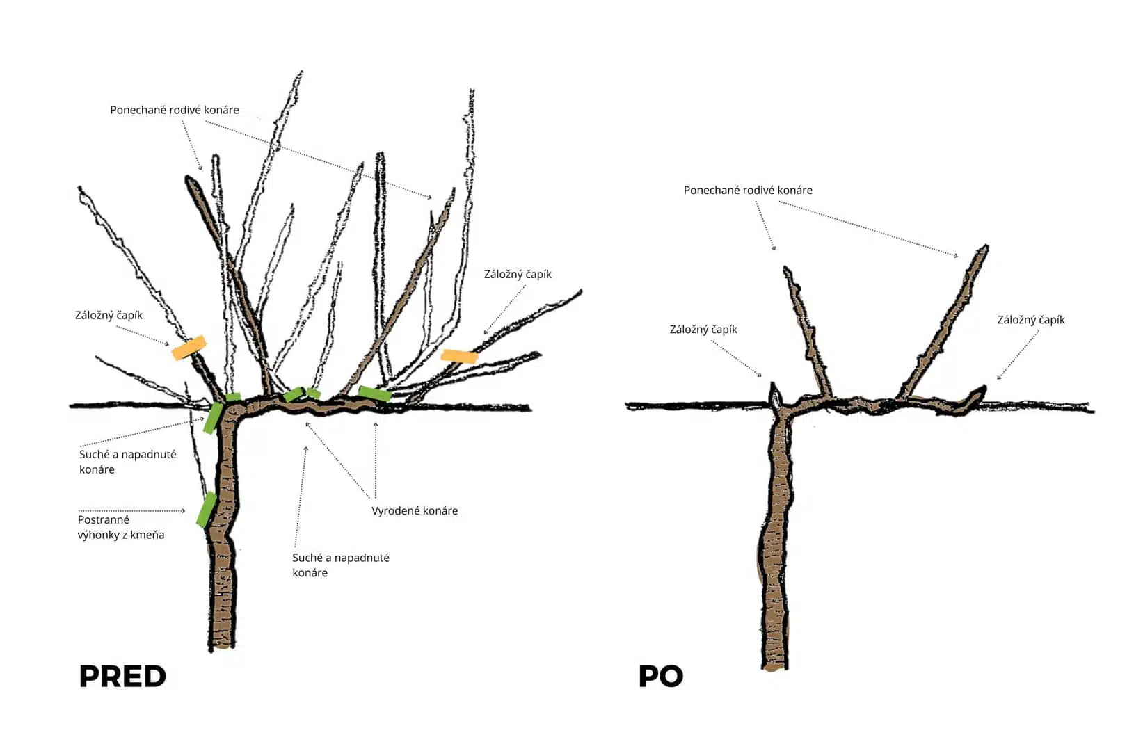 Náčrt rez viniča konáre pred a po reze