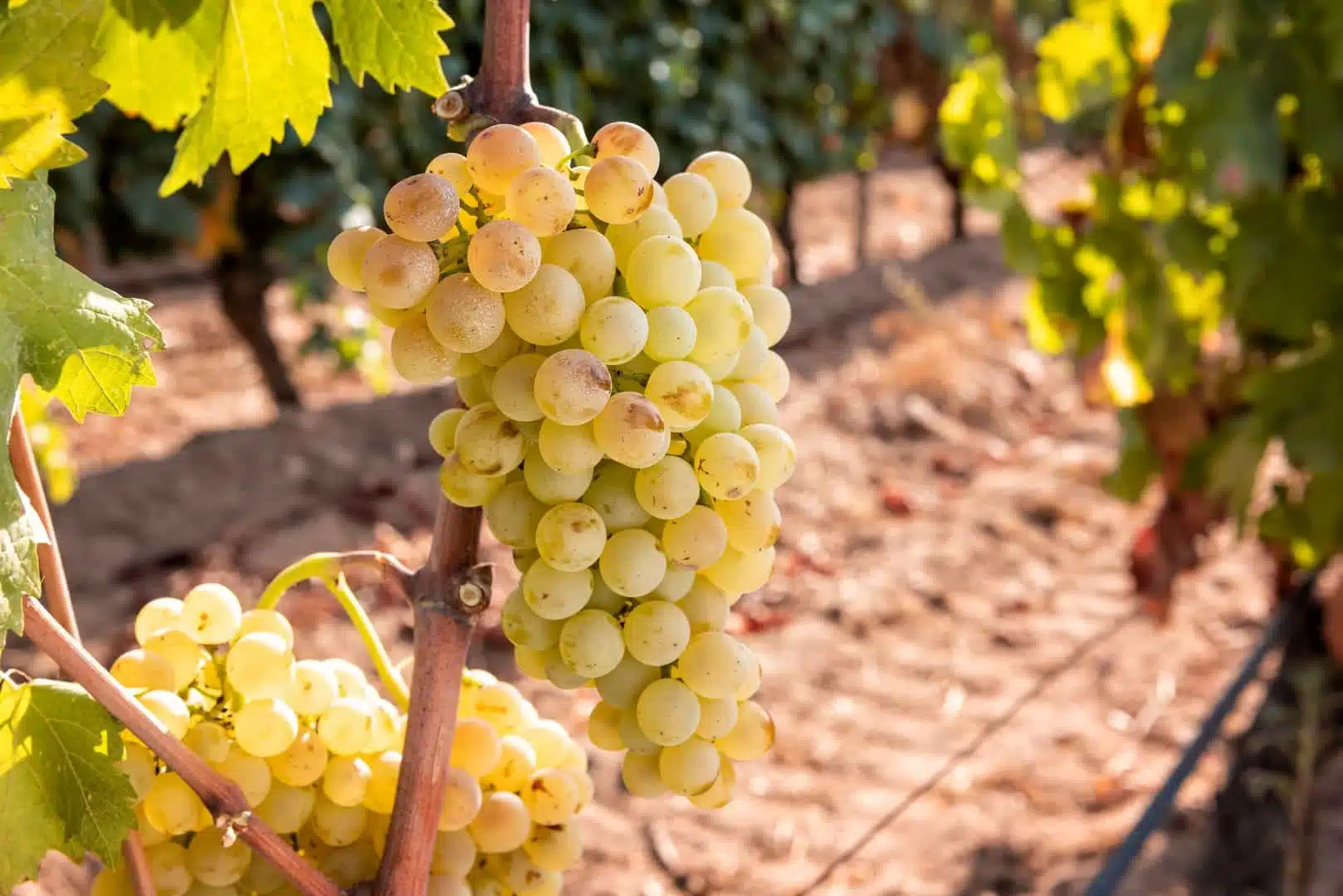 Teraz je ten správny čas na rez viniča strapec hrozna vo vinici