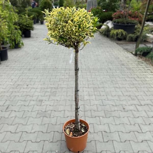 Bršlen na kmienku   Euonymus japonicus Bravo