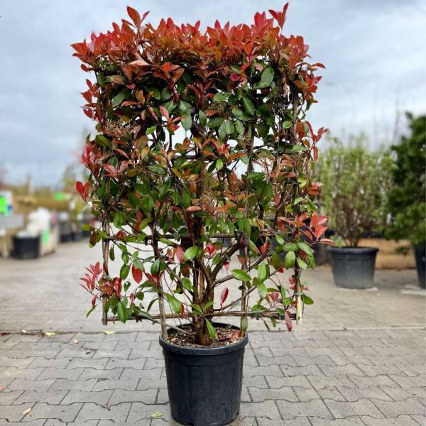 Červienka Photinia fraseri Red Robin (špalier)