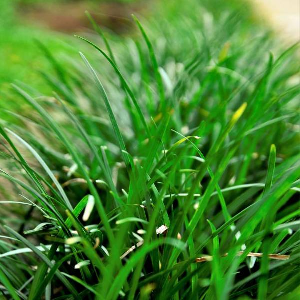 Bradník Ophiopogon japonicus Minor