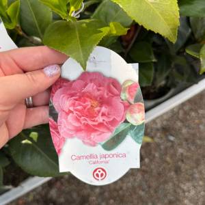 Kamélia japonská Camellia japonica California