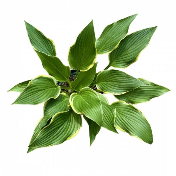 Hosta Broadway