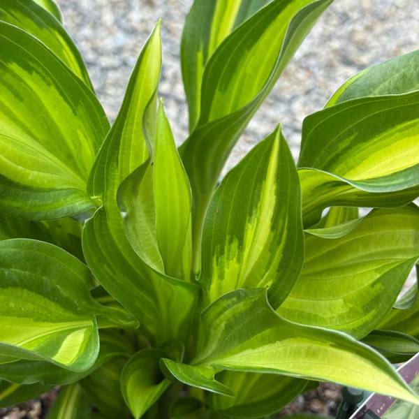 Hosta Lakeside Little Tuft
