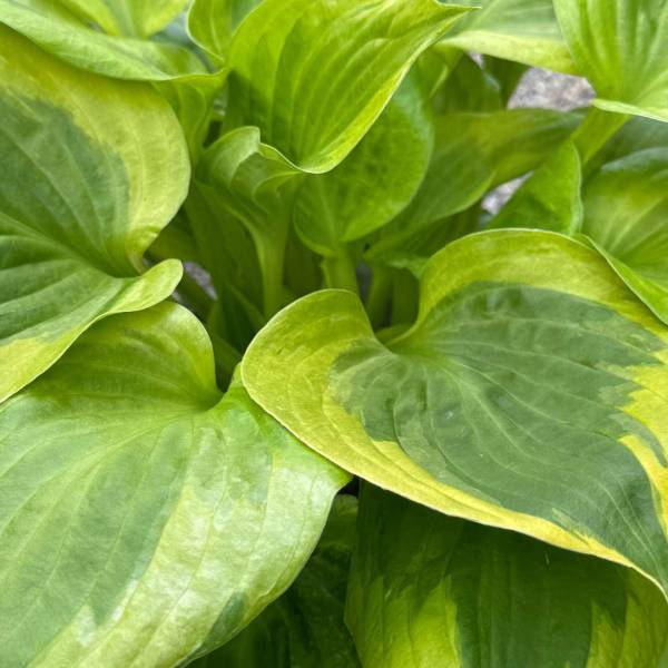 Hosta Summer Breeze