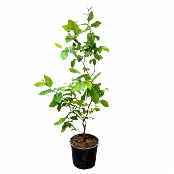 Hrab obyčajný Carpinus betulus v kvetinači