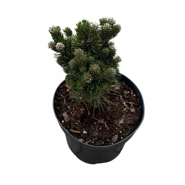Borovica horská Pinus mugo Picobello