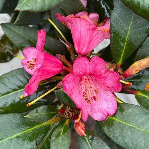 Rododendron Wine and Roses