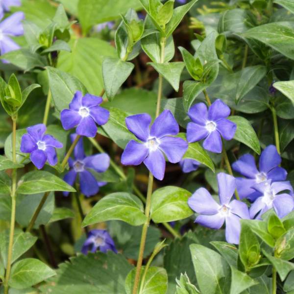 Vinca minor (zimozeleň menšia)