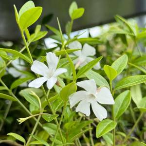 Vinca minor Alba