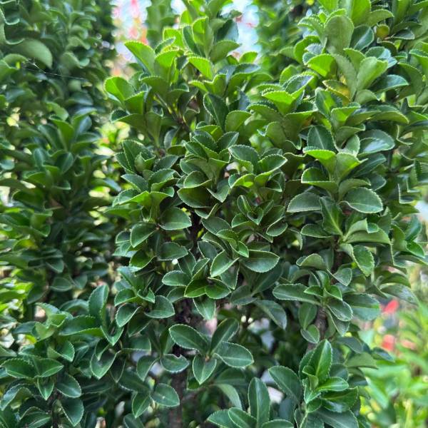 Bršlen japonský Benkomasaki   Euonymus japonicus