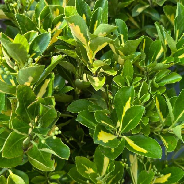 Bršlen japonský Livornese - Euonymus japonicus listy