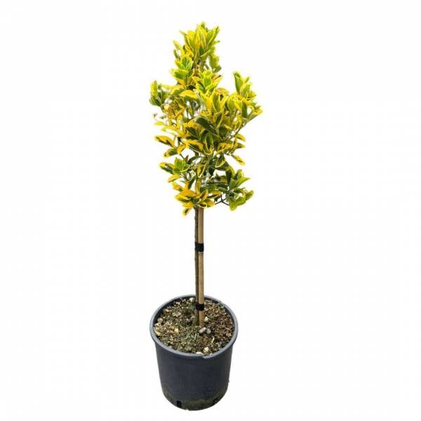Bršlen na kmienku – Euonymus japonicus Aurea