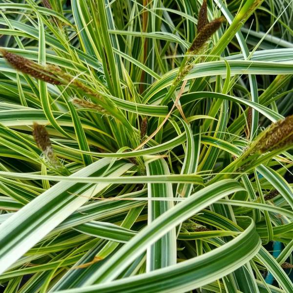 Okrasná tráva Carex oshimensis Evercream