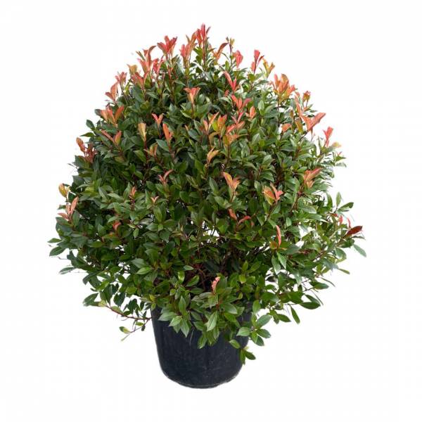 Červienka Photinia fraseri Red Robin v tvare gule