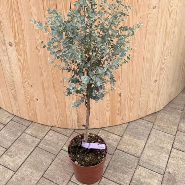 Eukalyptus Gunnii na kmienku v kvetináči