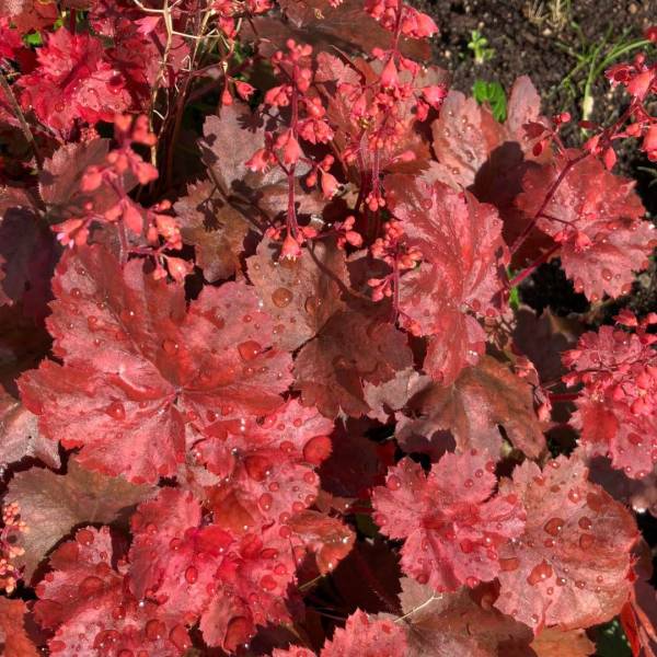 Heuchera Fire Alarm