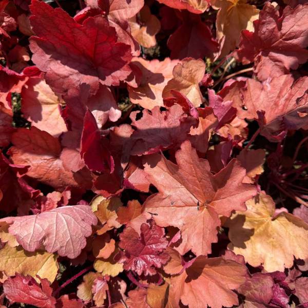 Heuchera Paprika