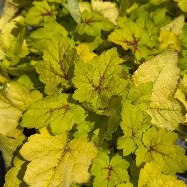 Heuchera Stoplight