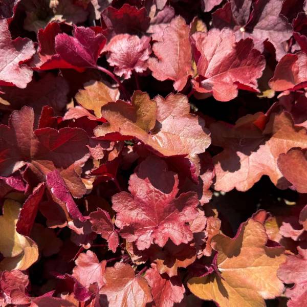 Heuchera World Caffe Shakerato