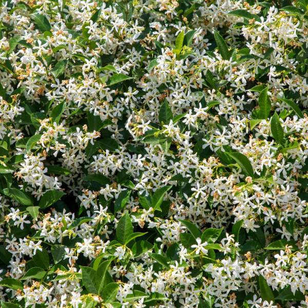 Jasmín Rhyncospermum jasminoides