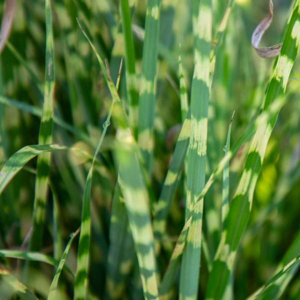 Okrasná tráva Miscanthus sinensis Gold Bar
