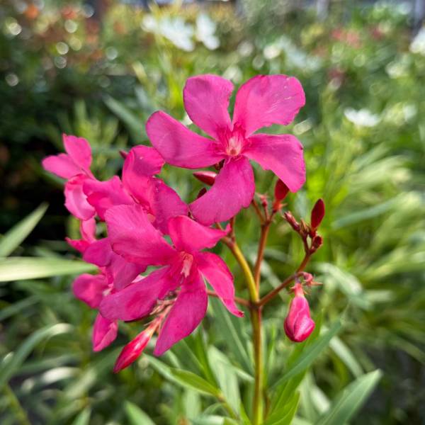 Oleander obyčajný - Nerium oleander ciclamino kvet
