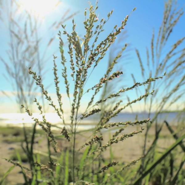 Okarsná tráva Panicum virgatum - modré proso