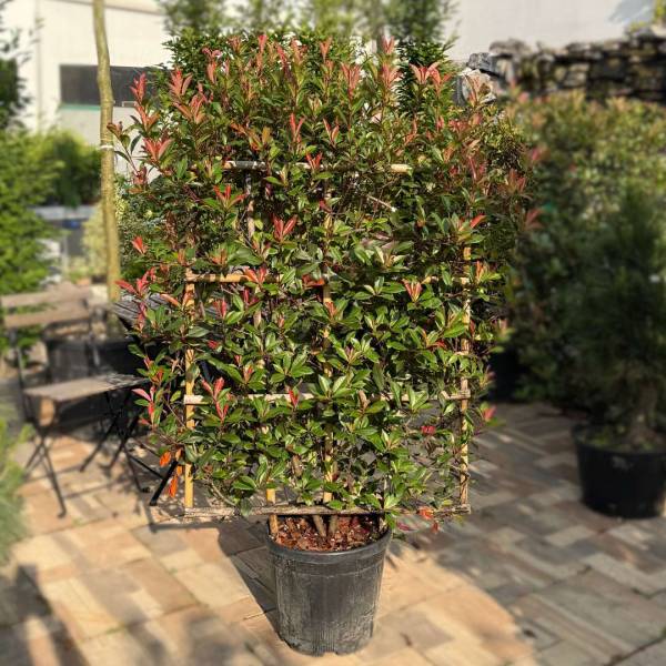 Červienka Photinia fraseri Robusta Compact špalier