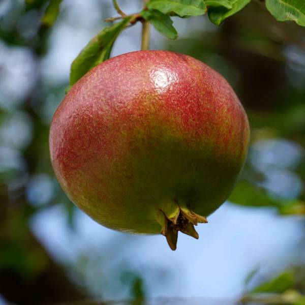 Granátovník púnsky Nana - Punica granatum