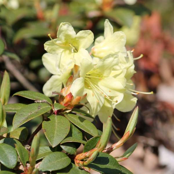 Žltý rododendron Princess Anne (Rhododendron hanceanum)