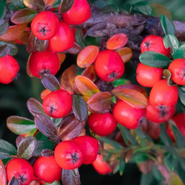 Skalník Dammerov Schneiden - Cotoneaster Dammeri plody