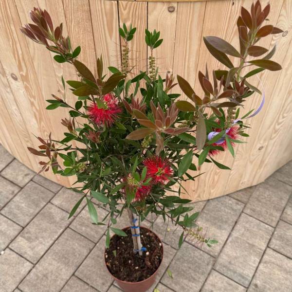 Tyčinkovec kopijovitolistý na kmienku – Callistemon laevis