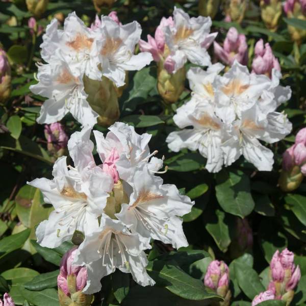 Rododendron Album