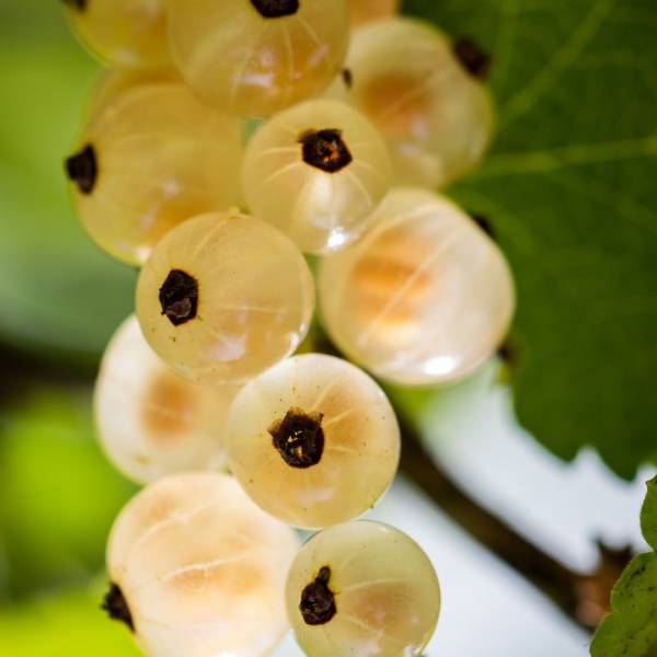 Ríbezľa White Pearl biela kríková